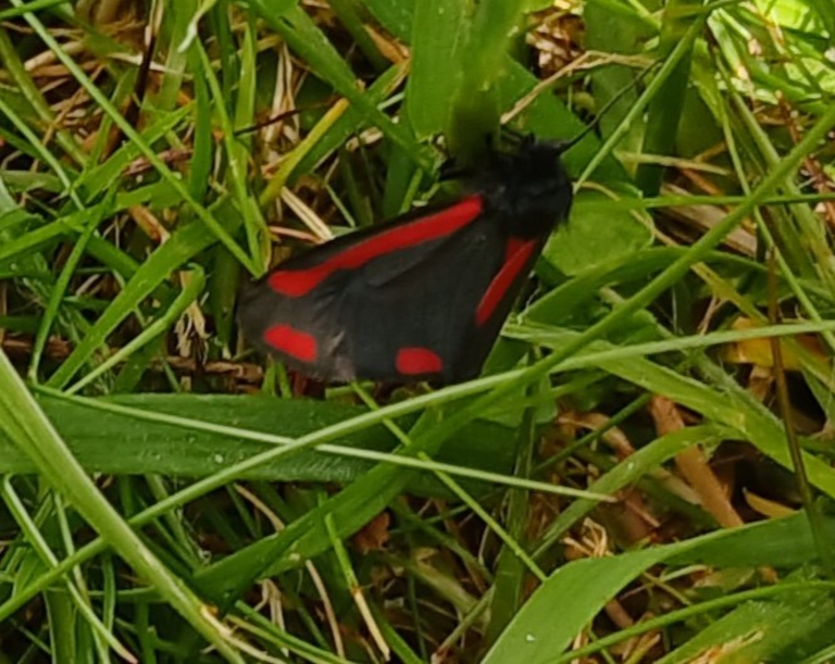 Cinnabar Moth at St James' Churchyard faces 80 percent decline in the UK